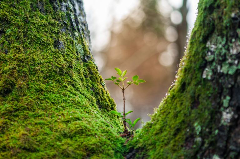 nature scaled