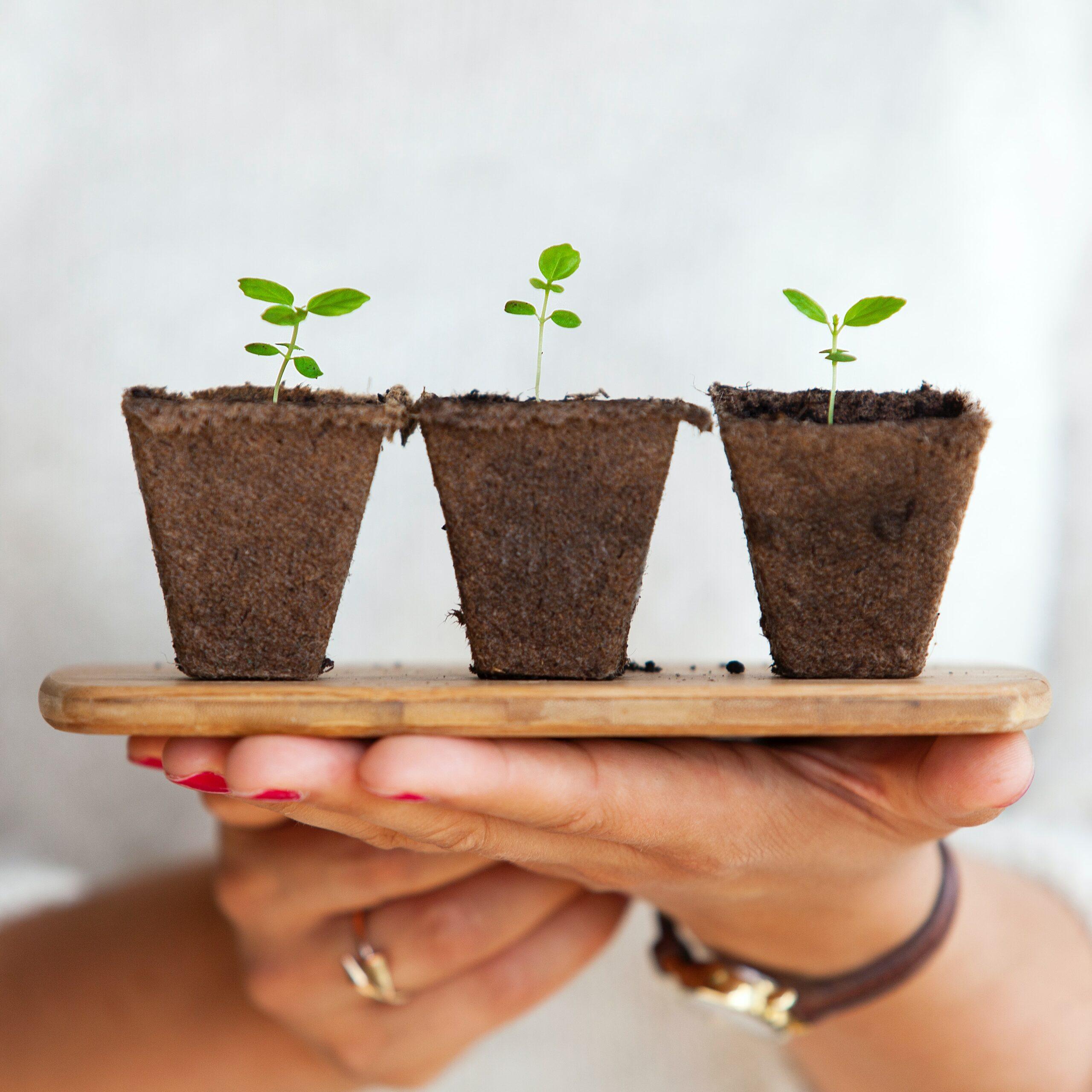 therapie plantes scaled