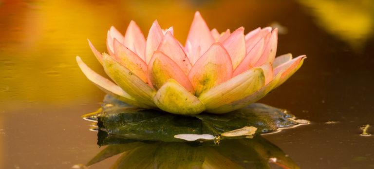 water lily e1616749906624