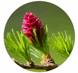 ecosystemiques